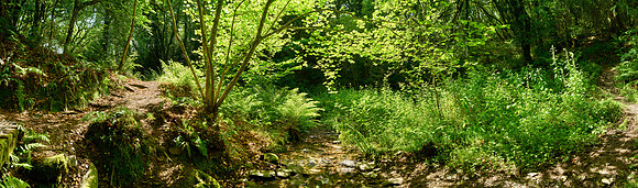 P5F12  Pengelli Forest, Pembrokeshire, Wales, UK