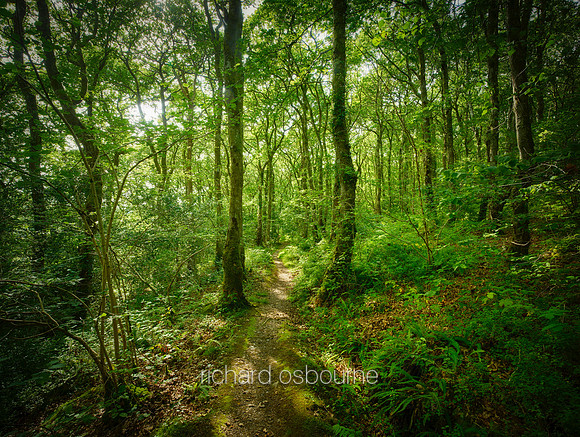 V11F16  Pengelli Forest, Pembrokeshire, Wales, UK