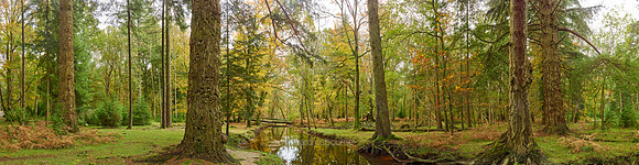 P5F14  Rhinefield Forest Drive, New Forest, UK