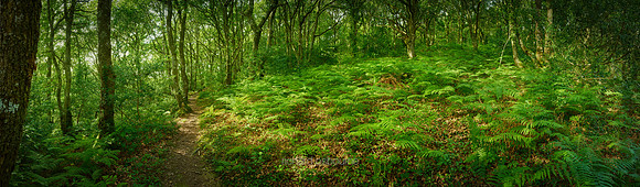P5F13  Pengelli Forest, Pembrokeshire, Wales, UK