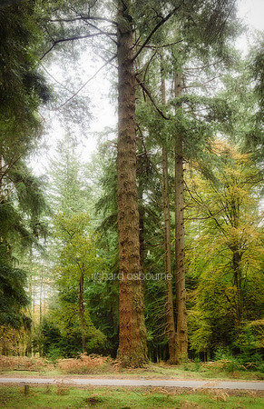 V16F2  Rhinefield Forest Drive, New Forest, UK