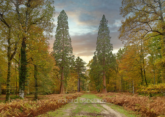 V16F3  Giant Redwoods, Rhinefield Forest Drive, New Forest, UK