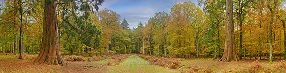 P5F16  Giant Redwoods, Rhinefield Forest Drive, New Forest, UK