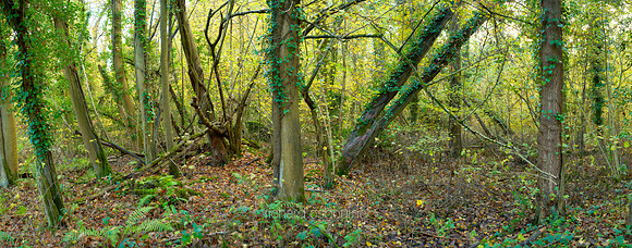 P5F17  Winter at Wheatfen - Ted Ellis Nature Reserve, Norfolk, UK