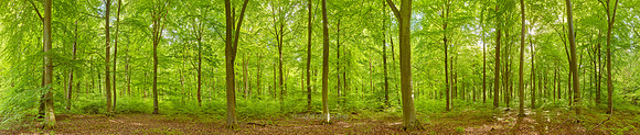 P5F18  Young Beeches, Thetford Forest, UK