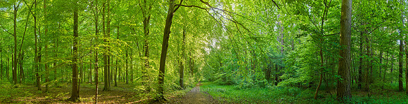 P5F19  Young Beeches, Thetford Forest, UK