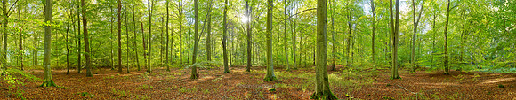 P5F20  Early Autumn, Thetford Forest, UK