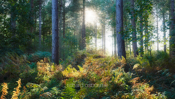 V12F19  Autumn, Thetford Forest, UK