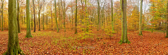 P5F21  Autumn, Thetford Forest, UK