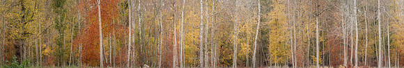 P5F22  Autumn, Thetford Forest, UK