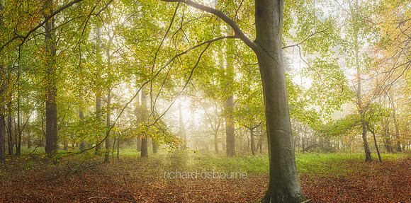 P5F23  Autumn, Thetford Forest, UK