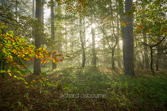 V15F10  Autumn, Thetford Forest, UK