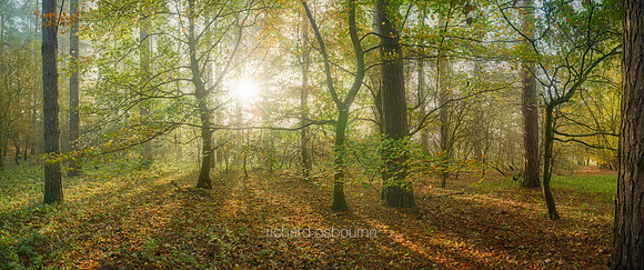 P5F25  Autumn, Thetford Forest, UK