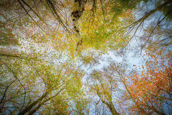V15F11  Autumn, Thetford Forest, UK