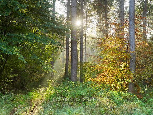 V9F44  Autumn, Thetford Forest, UK