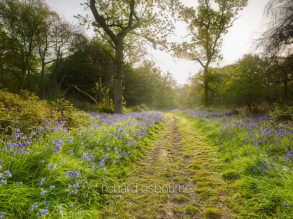 V15F12  Spring, Weeley Hall Wood, Essex, UK
