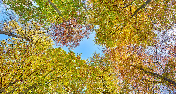P5F25  Autumn Beeches, Thetford Forest, UK