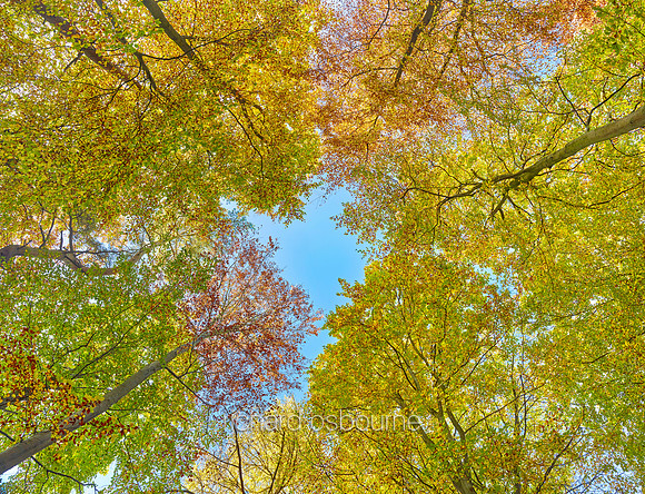 V9F45  Autumn Beeches, Thetford Forest, UK