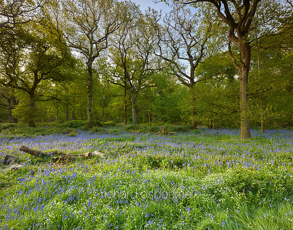 V15F13  Spring, Weeley Hall Wood, Essex, UK
