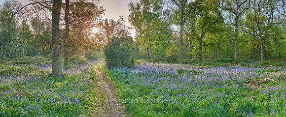 P5F26  Spring, Weeley Hall Wood, Essex, UK