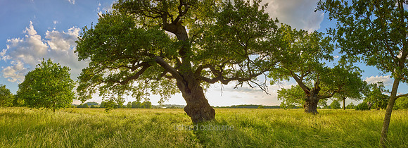 P5F27  Ancient Oak, Windsor Great Park, UK