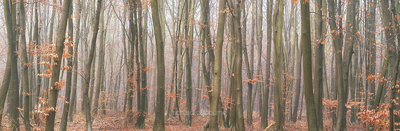 P5F32  Winter, Thetford Forest, UK