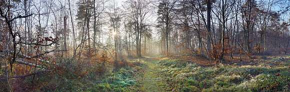 P5F30  Winter, Thetford Forest, UK