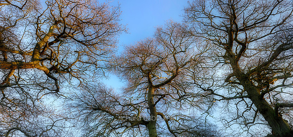 P5F28  Winter Oaks