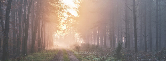 P5F33  Winter, Thetford Forest, UK