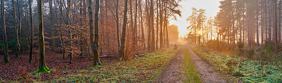 P5F34  Winter, Thetford Forest, UK