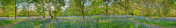 P5F3  Bluebells and Young Oaks, Hill House Wood, Essex