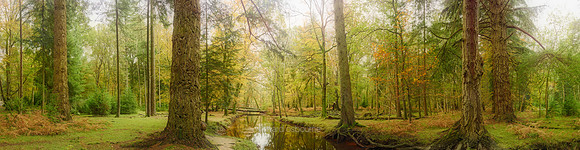 P5F15  Rhinefield Forest Drive, New Forest, UK