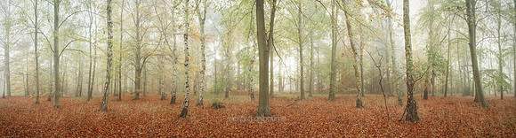 P5F24  Autumn, Thetford Forest, UK