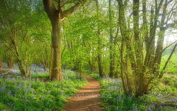 V14F10  Hill House Wood, Essex, UK