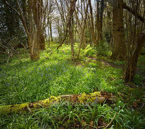 V10F14  Spring, Lower Wood, Ashwellthorpe, UK