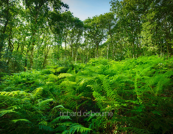 V11F17  Pengelli Forest, Pembrokeshire, Wales, UK