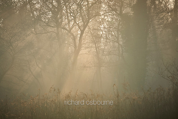 V15F6  Winter at Wheatfen - Ted Ellis Nature Reserve, Norfolk, UK