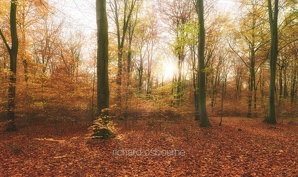 V16F4  Autumn, Thetford Forest, UK