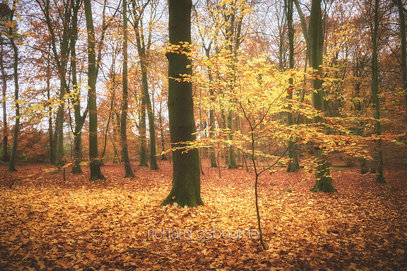 V16F5  Autumn, Thetford Forest, UK