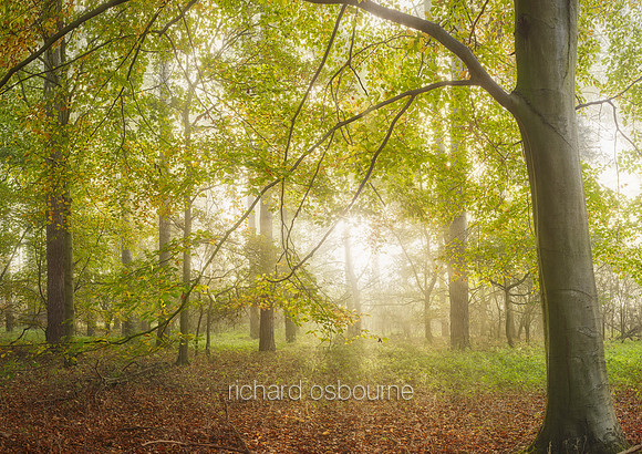 V15F7  Autumn, Thetford Forest, UK