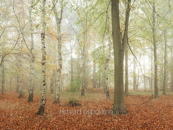 V15F9  Autumn, Thetford Forest, UK