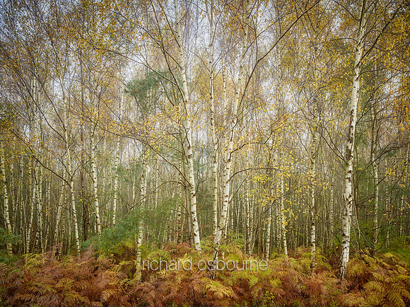 V14F11  Autumn, Silver Birches, Thetford Forest, UK