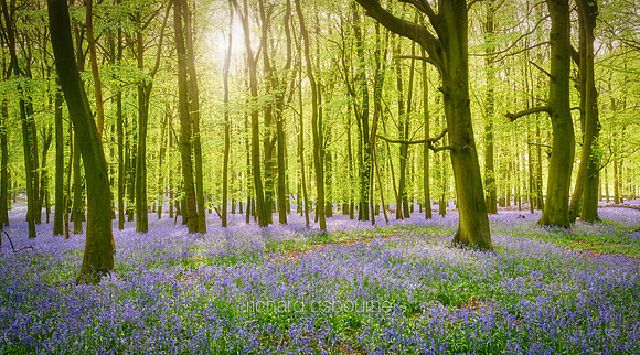 V12F8  Bluebells, Dockey Wood, Buckinghamshire, UK