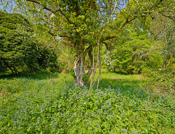 V5W10  Green Alkanet Flowers, NWT Hoe Rough, Norfolk, UK