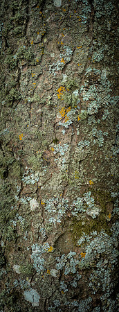 V15T8  Sycamore Tree Bark