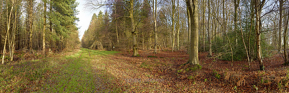 V8N2  NWT Bretts Wood, Norfolk, UK