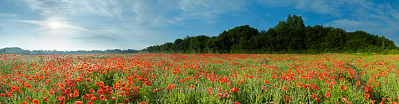P3L43  Poppies, Norfolk, UK
