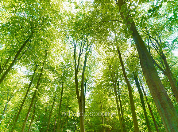 V6F18  Spring Beeches