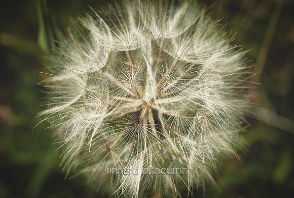 V15D2  Dandelion Clock