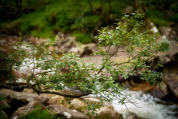 V17D5  Young Alder Tree, Glen Nevis, Scotland, UK